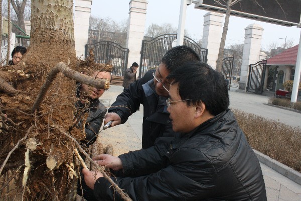 處理樹(shù)根5.JPG